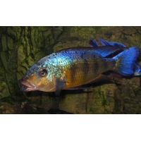 Fossorochromis Rostratus 5-6cm